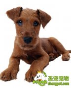 如何照顾怀孕的母犬