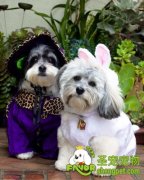 冬季如何护理宠物狗