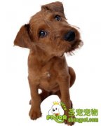 柯利犬喂养的小常识