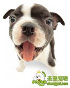 饲养宠物狗需要注意的事项