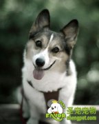 那些宠物狗会狂叫