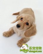 购买宠物狗窝的理由