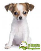 宠物狗游泳的必备装备