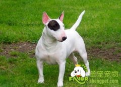 美国畜犬协会（AKC)和英国畜犬协会（KC)的犬种分类标准