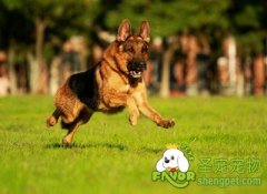 狗狗的血型种类