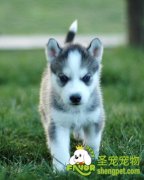 给宠物狗去除皮屑的方法