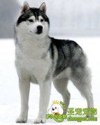 宠物狗拉肚子的原因有几种