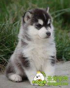 怎么能看出宠物狗是否健康