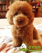 贵宾犬的基础美容都有什么