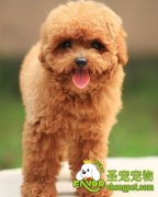 母犬生产之后该怎么护理