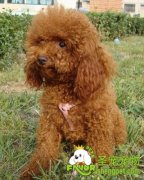 母犬在产后该怎么照料