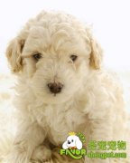 新生幼犬该怎么照顾