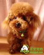 宠物狗免疫失败的原因