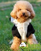 哪些宠物狗容易出现中暑现象