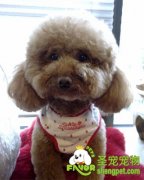 诱发宠物狗皮肤病的愿意有哪些