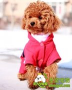 该怎么选择宠物店