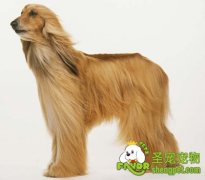 猎犬的作用及分类