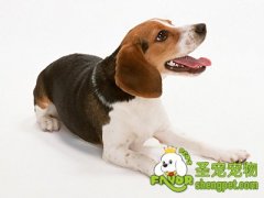 猎犬的体形及特征