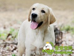 猎犬的饲养重点