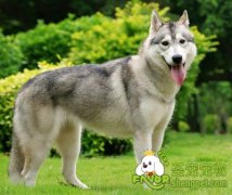 狗狗磨牙训练的方法及注意事项