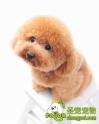 边境牧羊犬的选购知识