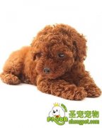 夏季严防宠物狗中暑