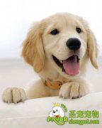 为什么宠物狗会露出肚皮