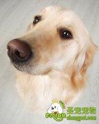 如何会理产后的母犬