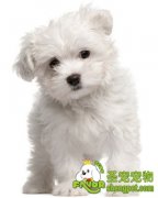 提高幼犬成活率的方法