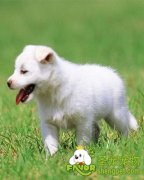 幼犬喂养的注意事项