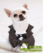 给宠物狗刷牙的步骤