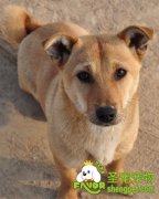 常见的宠物狗肢体语言解析