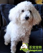 给宠物狗剪毛的利与弊