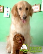 喂养宠物狗幼犬的小知识