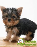 宠物狗不能吃的食物