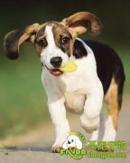 怎么保护宠物狗的牙齿健康