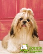 选购狗粮需要考虑到那些