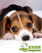 宠物狗车祸怎么急救