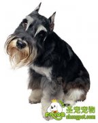 家庭给狗狗美容需要常犯的错误