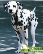 怎么提高宠物狗幼犬的身体素质