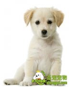 怎么挑选健康的宠物狗