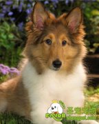 我们需要为宠物狗准备什么东西