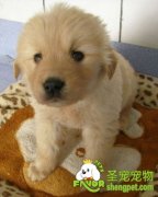 那些宠物狗容易着凉