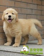 谨防宠物狗的冬季抑郁症