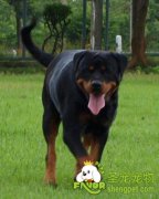 宠物狗打架该怎么办