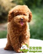 宠物狗需要怎么喂养