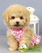 主人对训练宠物狗的影响有哪些