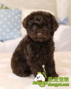 那些食物适合幼犬