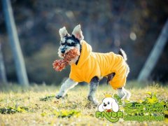 梗犬的体形特征