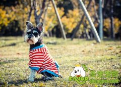 梗犬的性格特质